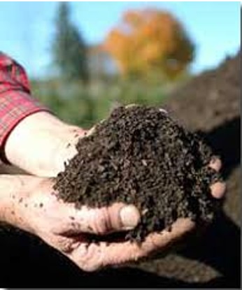 Folhas Secas e Restos de Grama: Matéria Orgânica Gratuita - inspiração 2