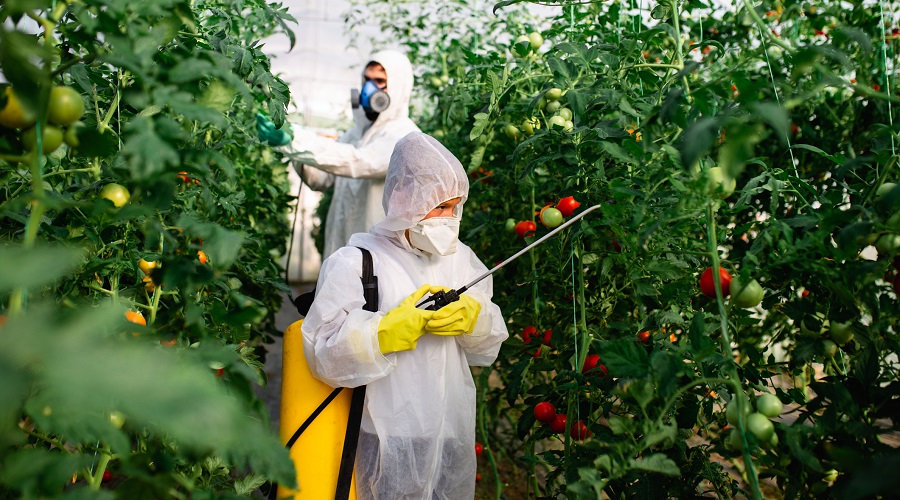 Sazonalidade é Chave: Entenda Por Que Comer o Que Está na Época Ajuda - inspiração 1