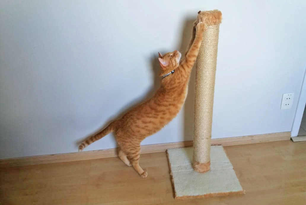 A base do arranhador: Estabilidade para brincadeiras sem sustos. - inspiração 1