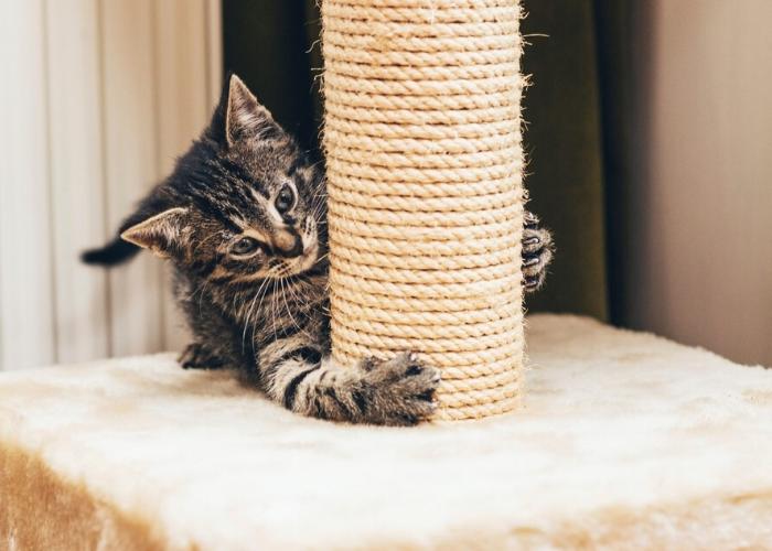 A base do arranhador: Estabilidade para brincadeiras sem sustos. - inspiração 2