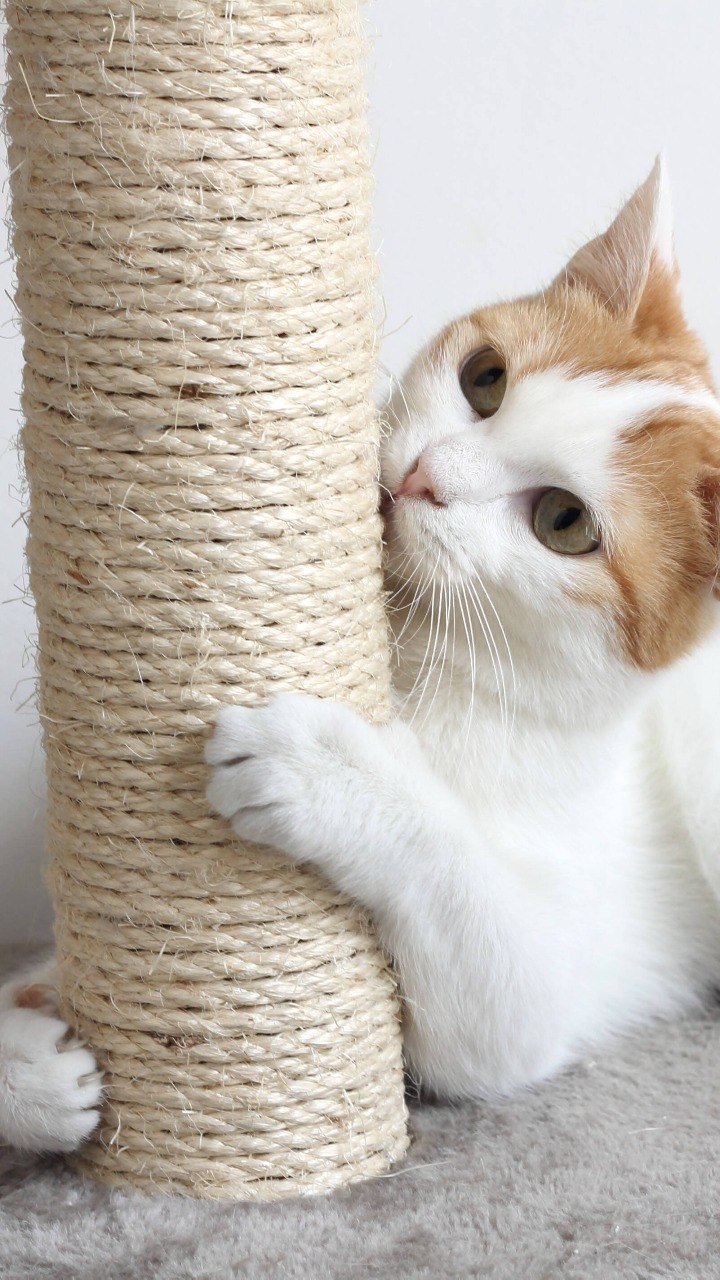 Criando a plataforma ou nicho: Um cantinho especial para o seu felino. - inspiração 1