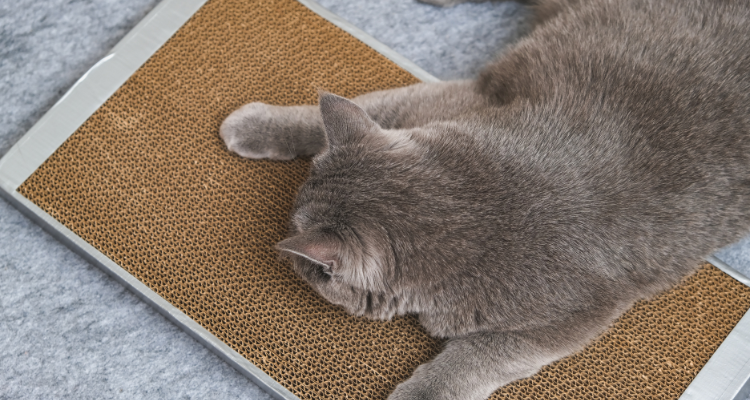 Personalizando o arranhador: Deixe com a sua cara e a do seu pet! - inspiração 1