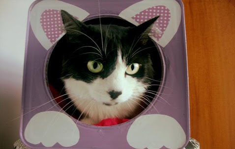 Túneis Divertidos: Tubos de Papelão para Aventuras Felinas - inspiração 2