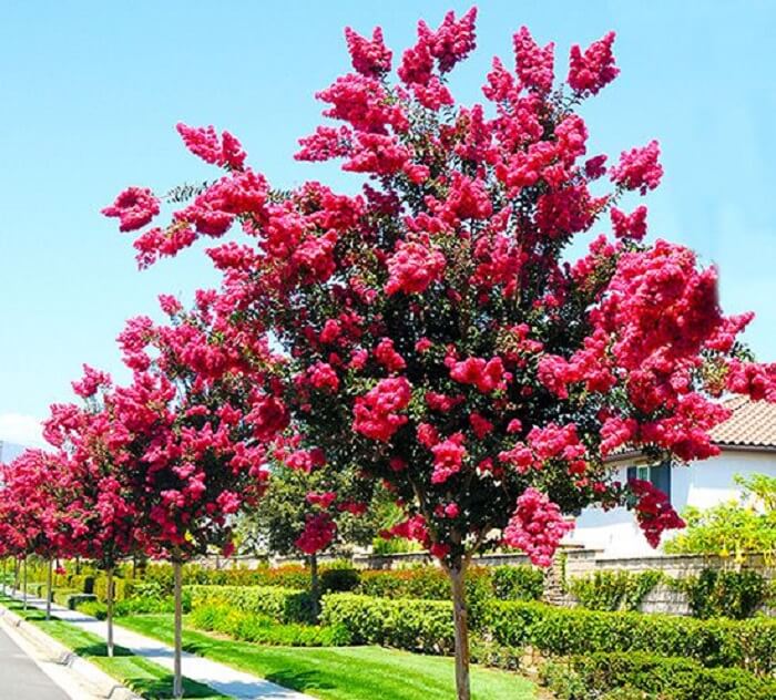 Ipês: Elegância e Cor que Florescem na Primavera - inspiração 1