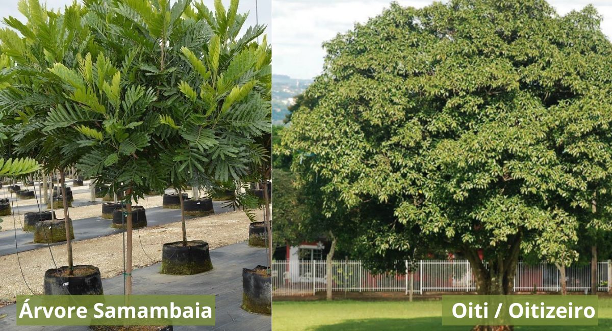 Jabuticabeiras: O Prazer de Colher Frutas Frescas na Sua Calçada - inspiração 1