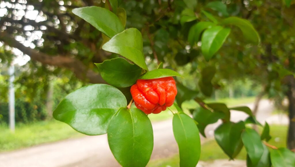 Jabuticabeiras: O Prazer de Colher Frutas Frescas na Sua Calçada - inspiração 2