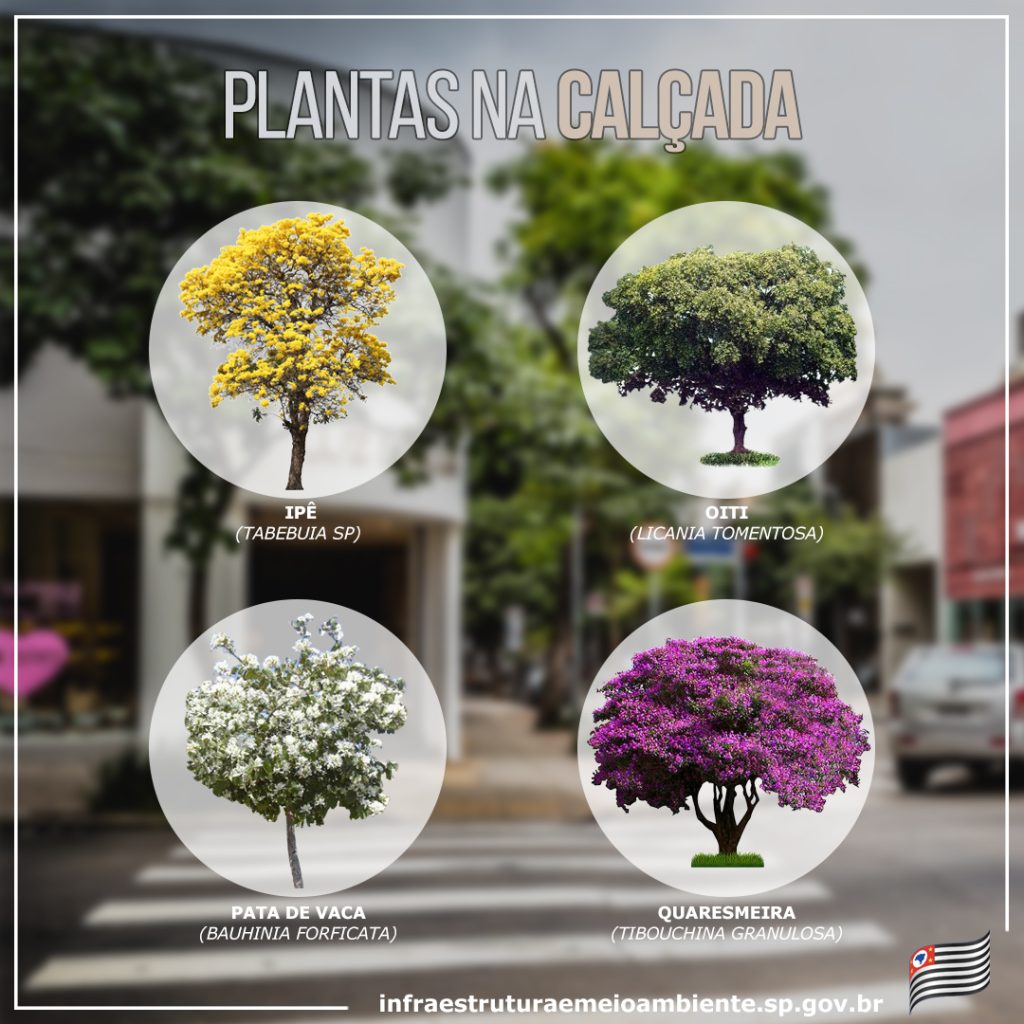 Quaresmeiras: Delicadeza Roxa para um Toque de Charme - inspiração 1