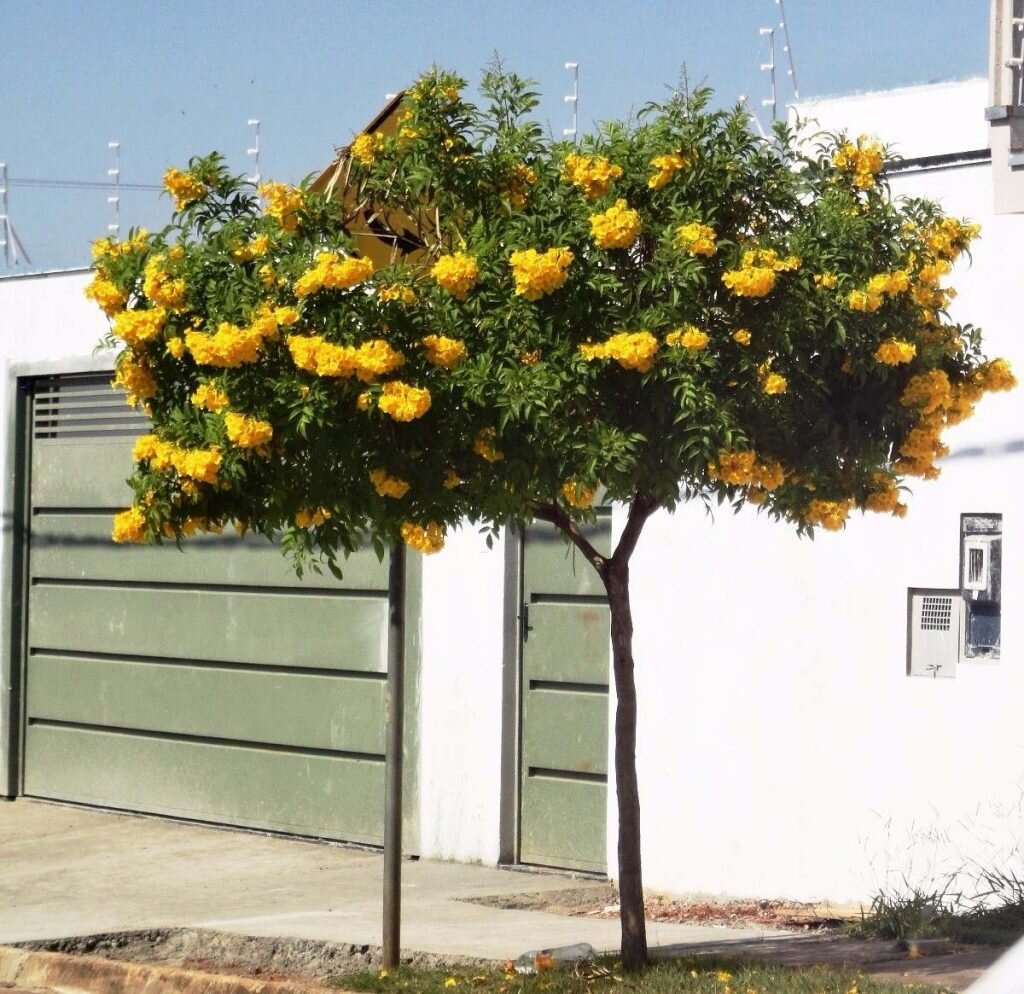 Manacás-da-Serra: Dois Tons de Encanto em uma Mesma Flor - inspiração 1