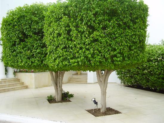 Manacás-da-Serra: Dois Tons de Encanto em uma Mesma Flor - inspiração 2