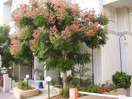 Flamboyants: Uma Explosão de Vermelho para um Visual Impactante - inspiração 1