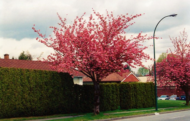 Paineiras: Delicadeza Tropical e Frutos Curiosos - inspiração 2