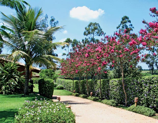 Pitangueiras: Frutos Deliciosos e Sombra Agradável - inspiração 2