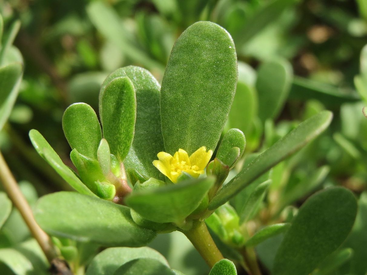 Os Incríveis Benefícios da Beldroega para a Sua Pele - inspiração 1