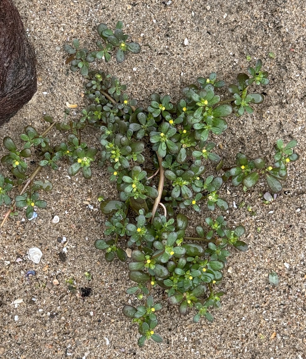 Os Incríveis Benefícios da Beldroega para a Sua Pele - inspiração 2