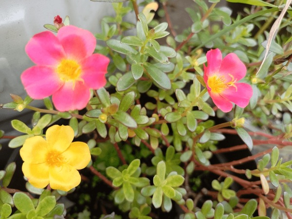 Onde Encontrar Beldroega Fresca e de Qualidade - inspiração 2