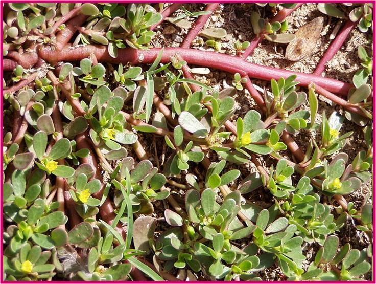 Beldroega na Culinária: Sabores e Nutrição no Seu Prato - inspiração 2