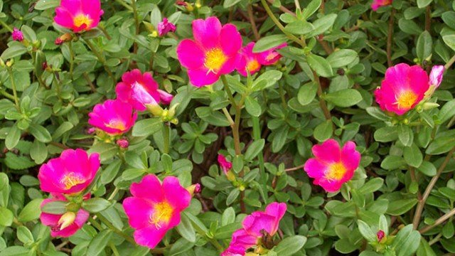 Como Cultivar Beldroega em Casa: Um Guia Simples - inspiração 1