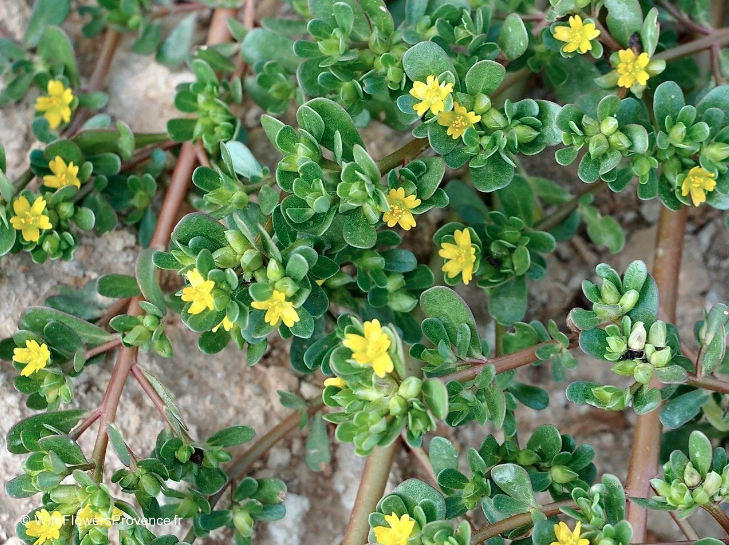 Propriedades Anti-inflamatórias da Beldroega Reveladas - inspiração 2