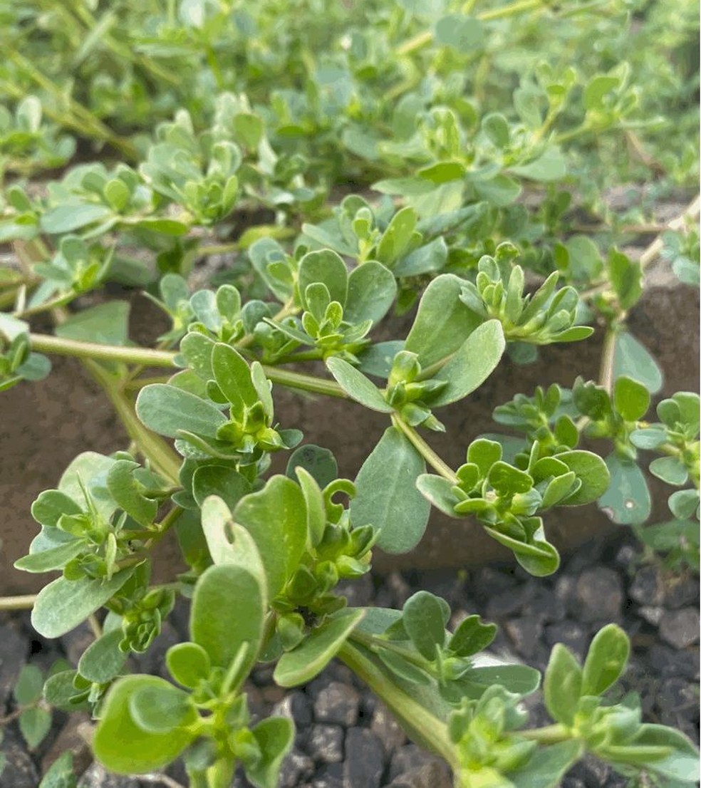 Beldroega e o Coração: Aliada Inesperada - inspiração 1