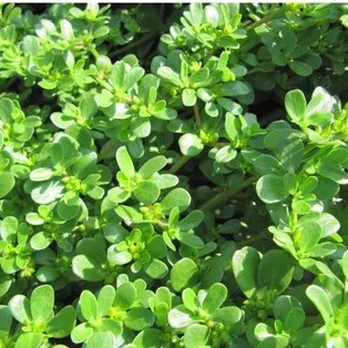 Beldroega e o Coração: Aliada Inesperada - inspiração 2