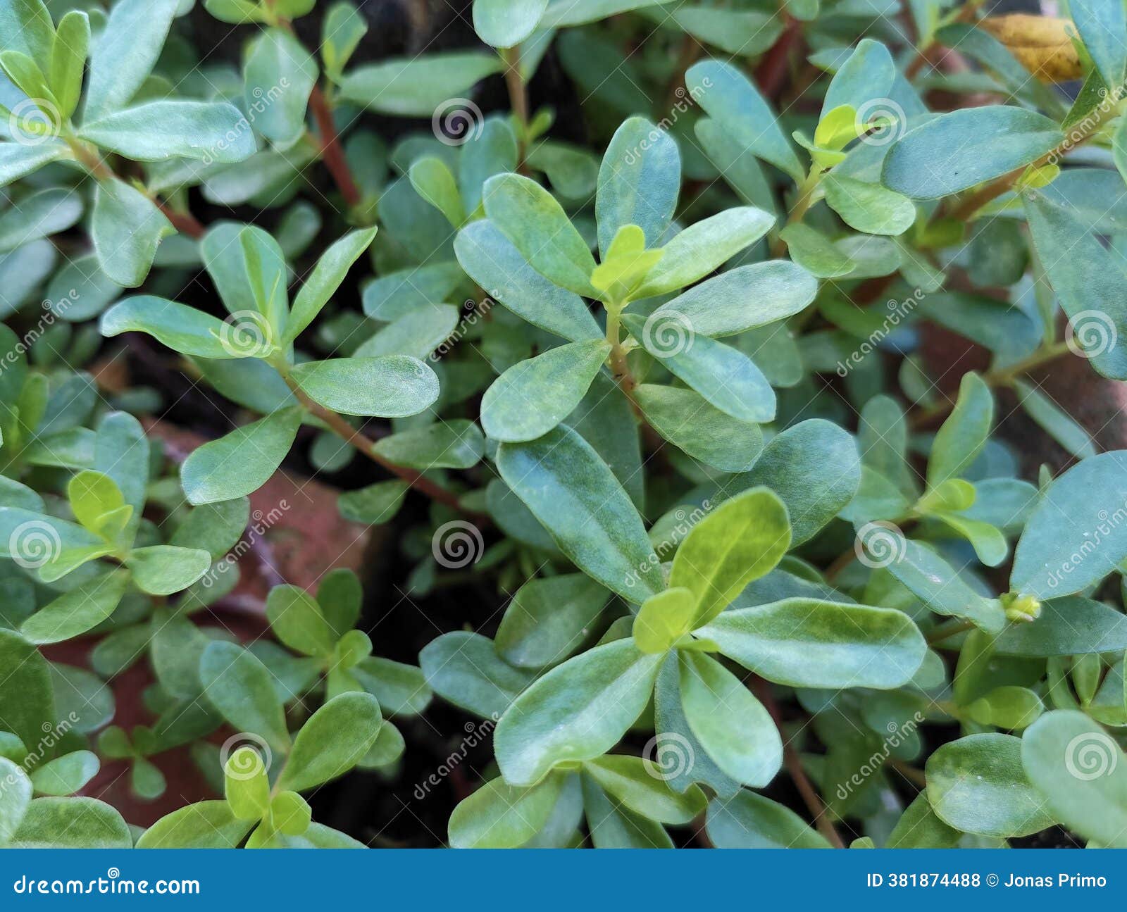 A Beldroega no Cuidado Capilar: Brilho e Força - inspiração 2