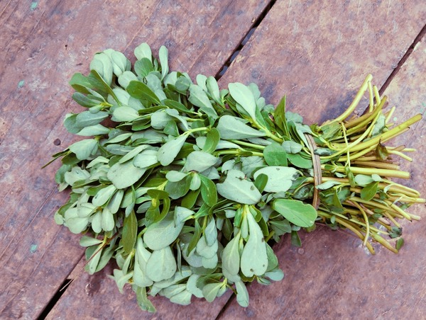 Usos Tradicionais da Beldroega: Sabedoria Ancestral - inspiração 1