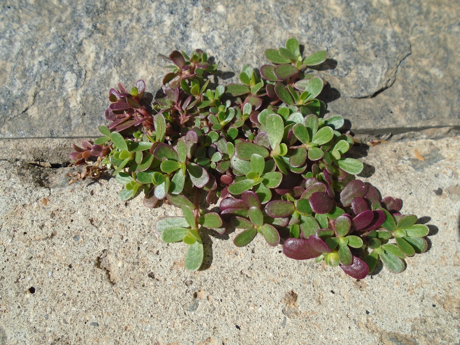 Usos Tradicionais da Beldroega: Sabedoria Ancestral - inspiração 2