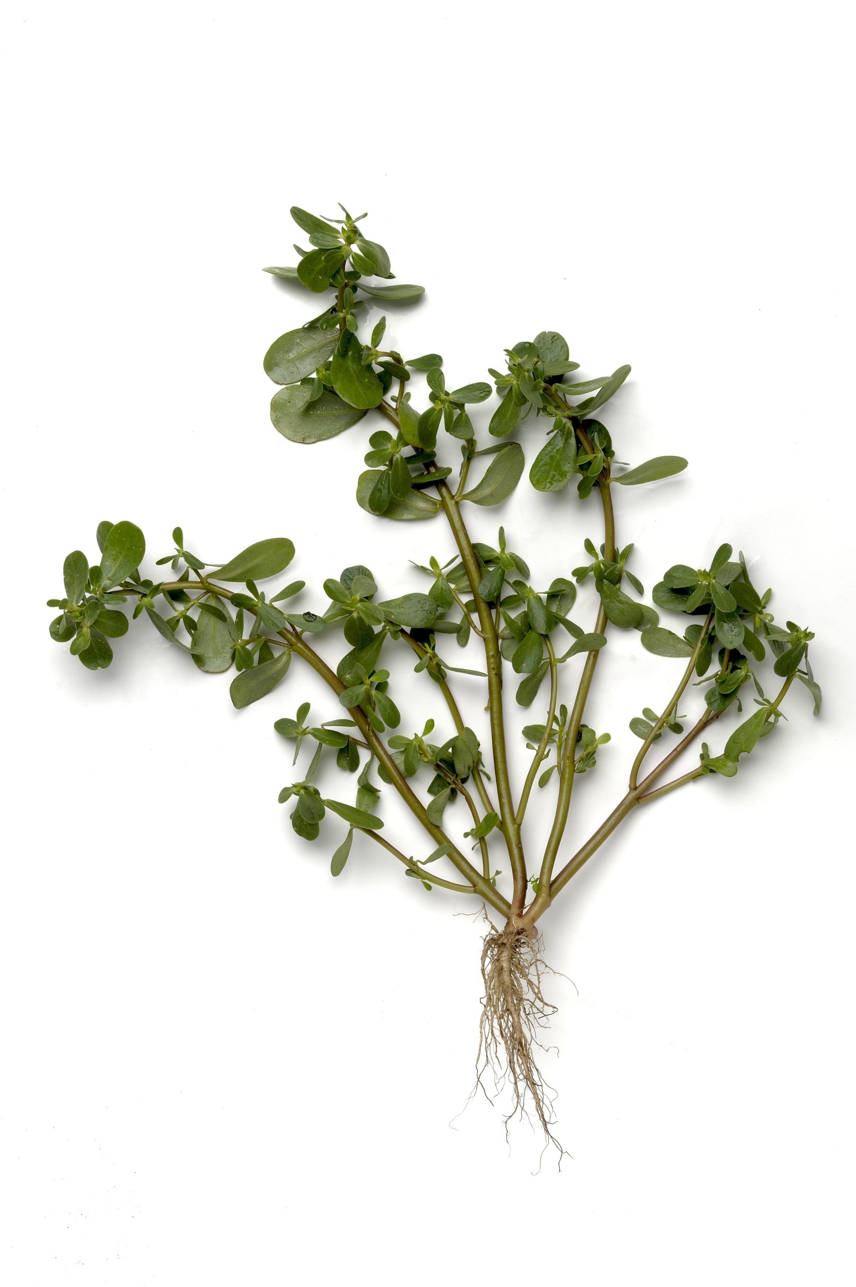 Diferenças e Semelhanças: Beldroega vs. Outras Ervas - inspiração 2