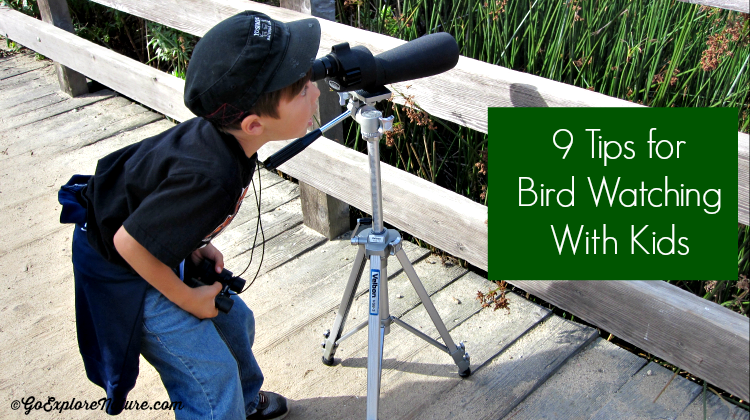 Identificando espécies: o guia de campo simplificado - inspiração 2