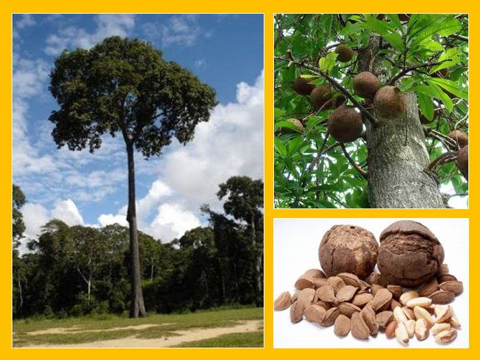 Ingrediente Versátil na Sua Culinária - inspiração 1