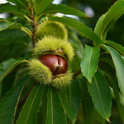 Preparando Castanhas Portuguesas Frescas: O Jeito Certo de Assar - inspiração 1