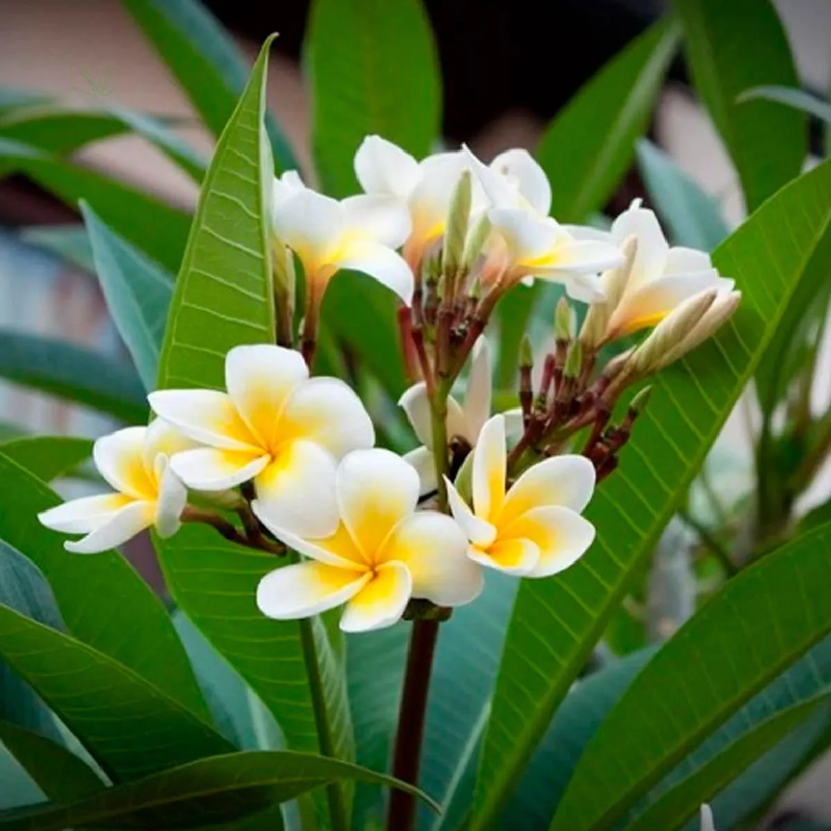 O que é a planta agoniada e de onde ela vem? - inspiração 1