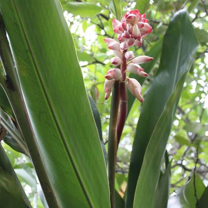 Energia Natural para o Seu Dia - inspiração 2