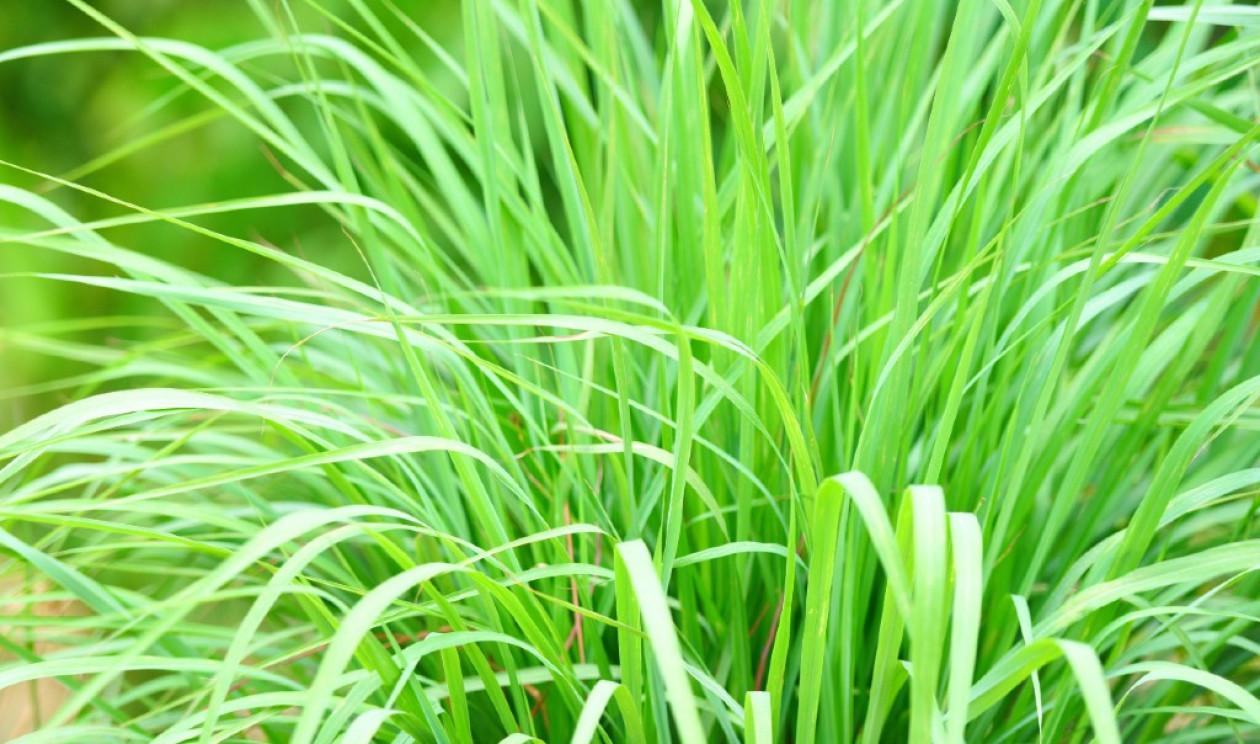 Como a erva-cidreira age no corpo? - inspiração 1