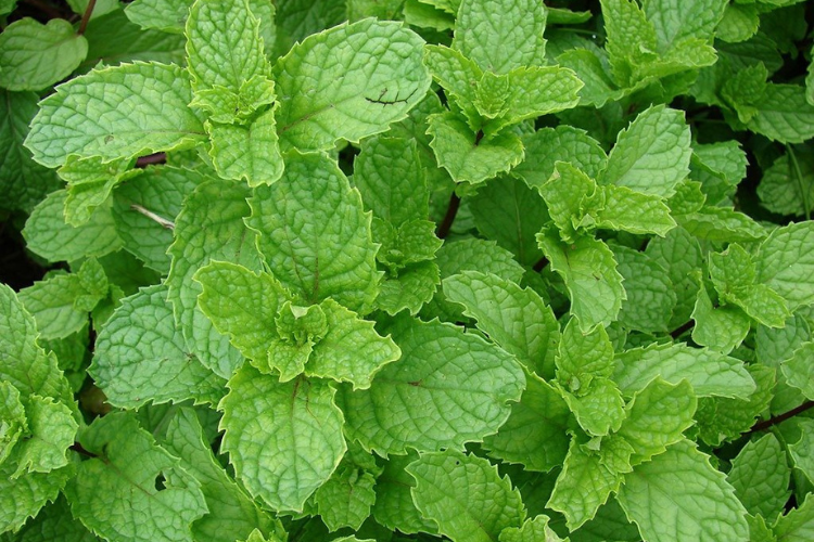 Como a erva-cidreira age no corpo? - inspiração 2