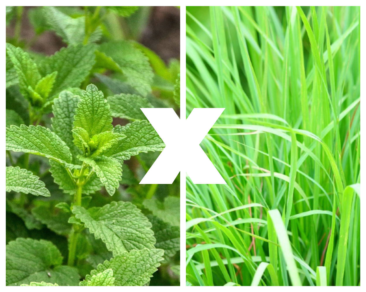 Erva-cidreira e o sono: um alívio natural. - inspiração 1