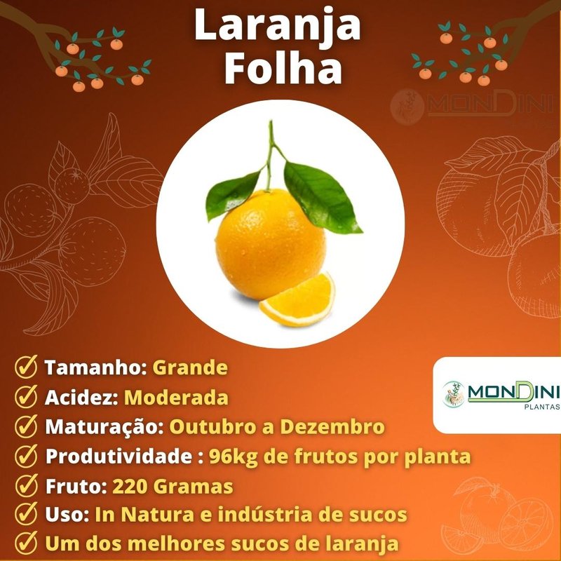 Onde Encontrar Folhas de Laranja de Qualidade para Seu Chá - inspiração 1