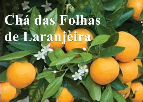 Onde Encontrar Folhas de Laranja de Qualidade para Seu Chá - inspiração 2