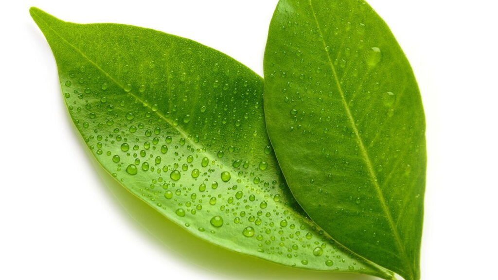 Como Preparar o Chá de Folha de Laranja Perfeito em Casa - inspiração 1