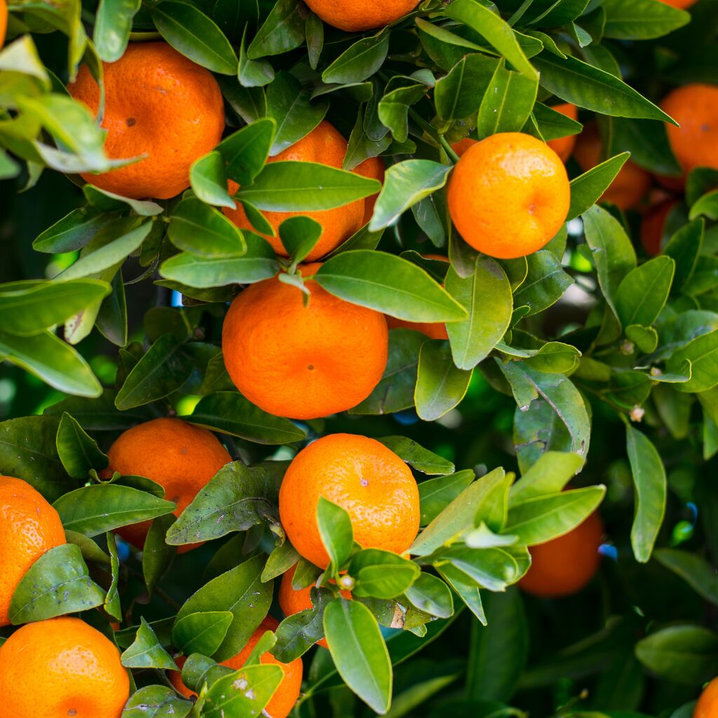 Os Incríveis Benefícios para a Saúde que o Chá de Folha de Laranja Oferece - inspiração 1