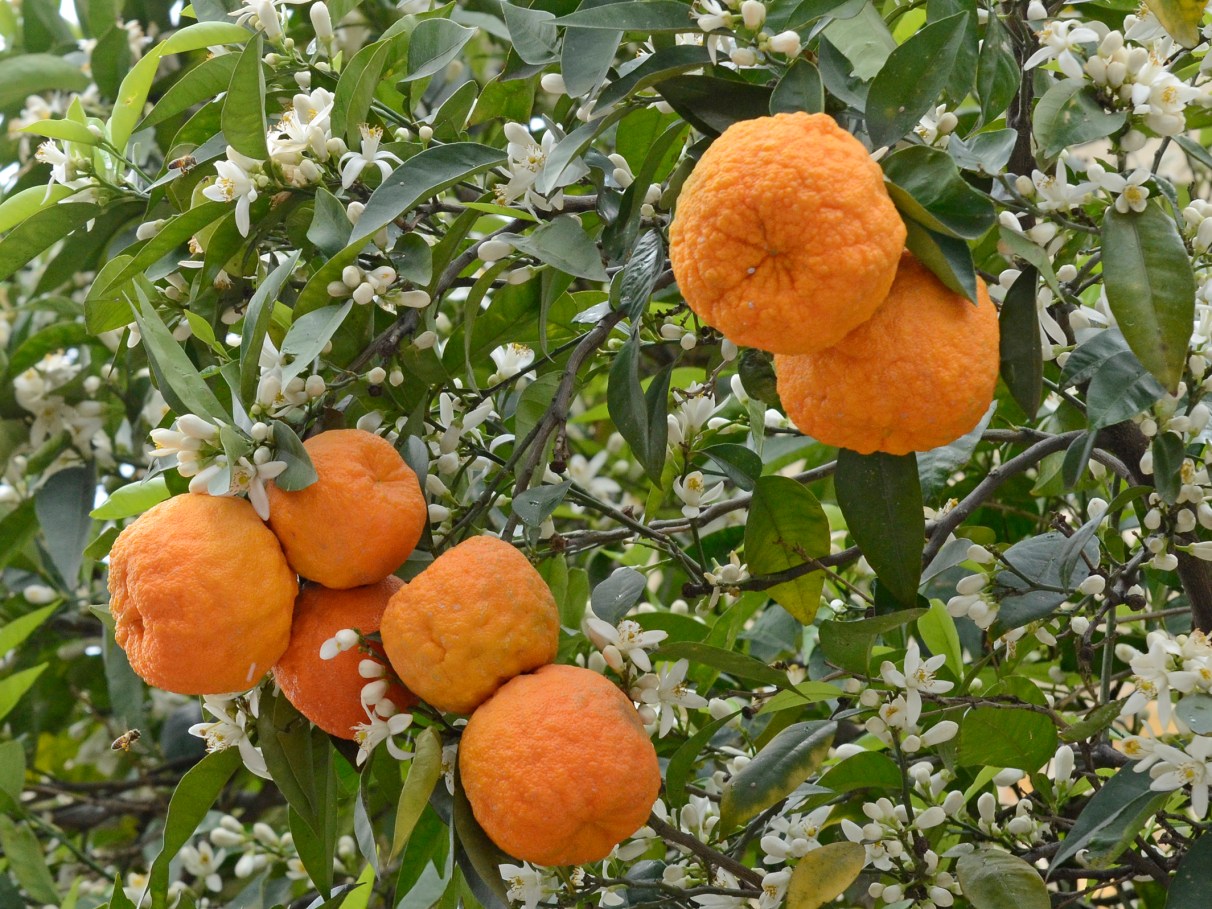 Os Incríveis Benefícios para a Saúde que o Chá de Folha de Laranja Oferece - inspiração 2