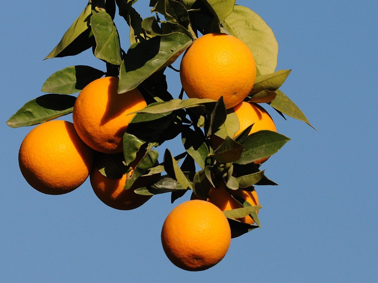 O Chá de Laranja é Calmante? Entendendo Seu Efeito Relaxante - inspiração 2
