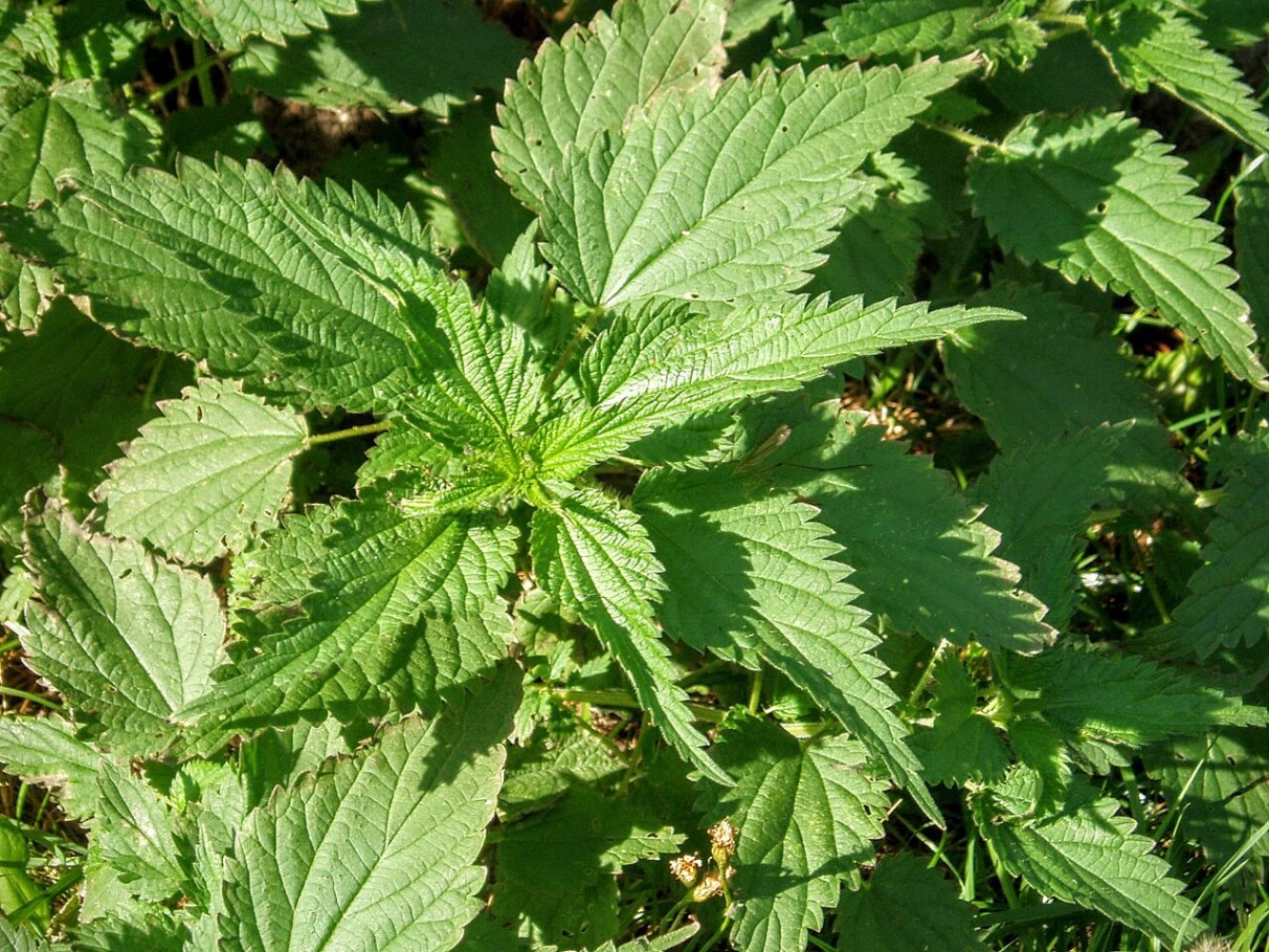 O papel do chá na saúde óssea - inspiração 1