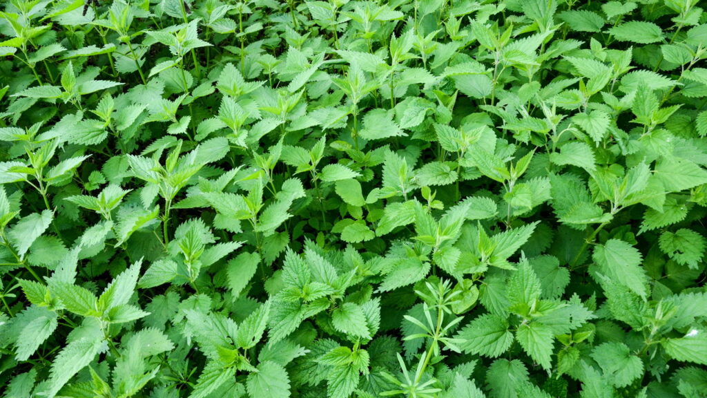 Como o chá pode te ajudar com a retenção de líquidos - inspiração 2