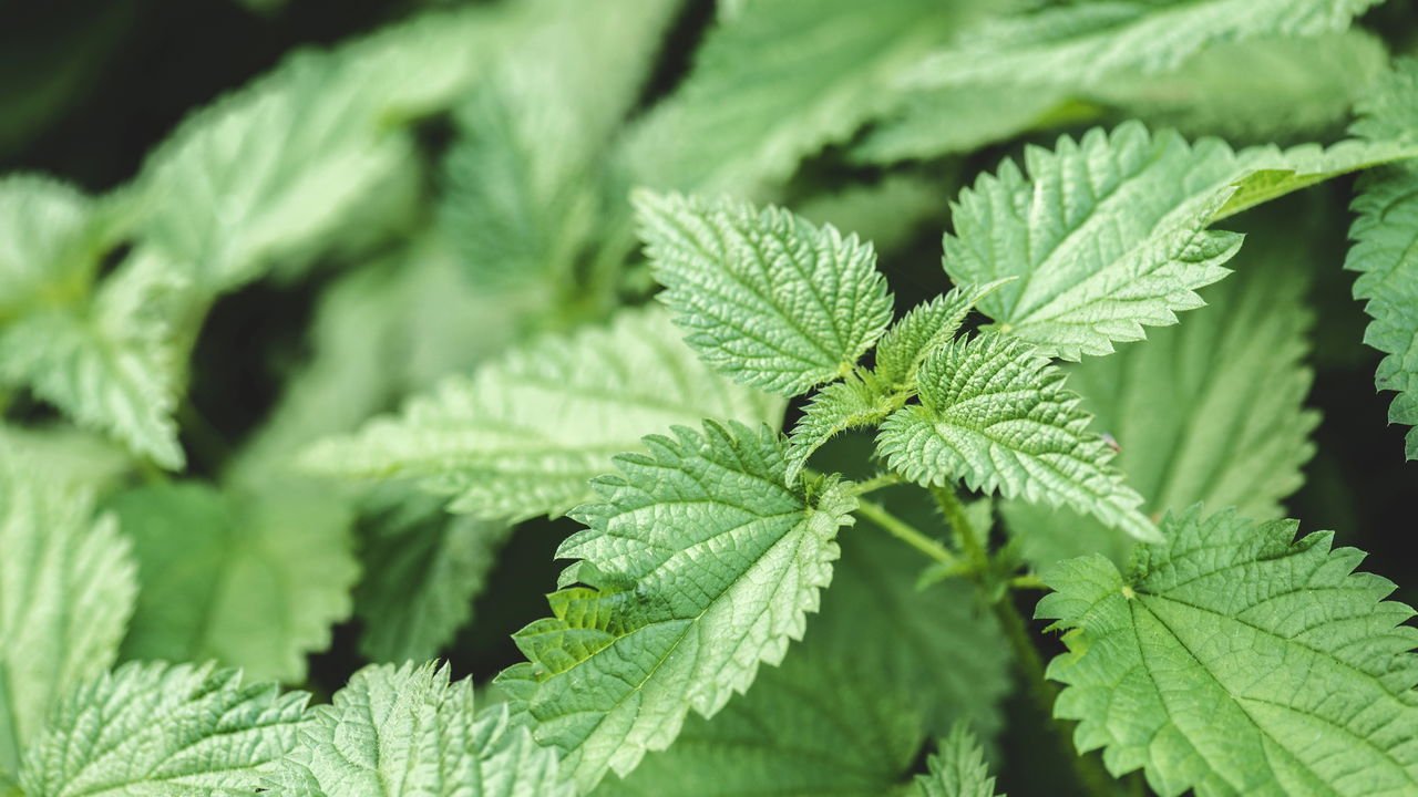 Ação anti-inflamatória natural - inspiração 1