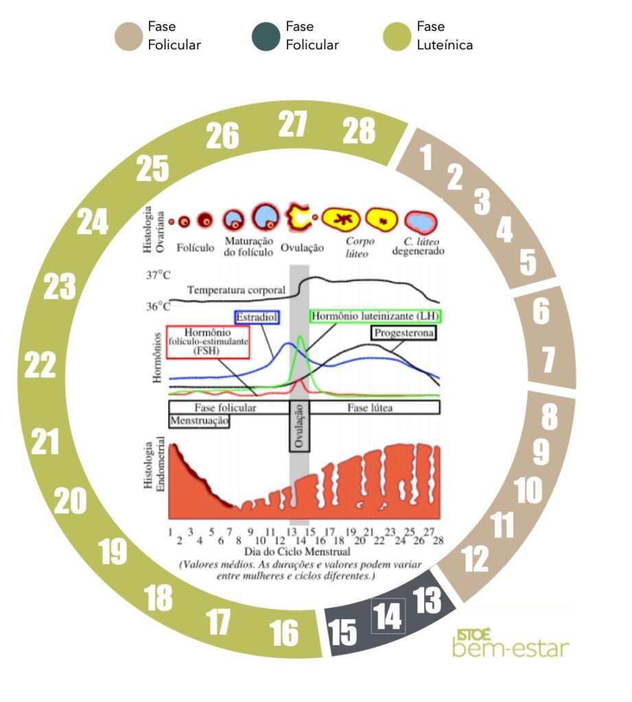 Ovulação: O Pico de Energia e Foco para Tarefas Intensas - inspiração 2