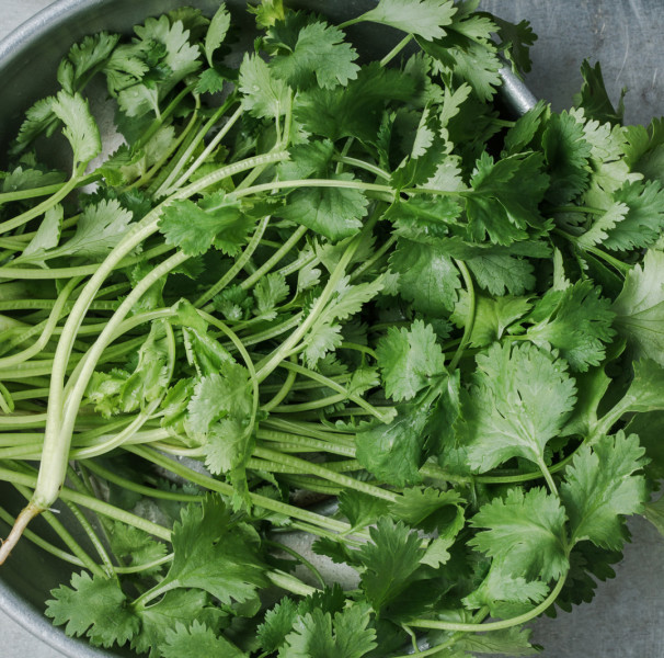 Como Escolher e Conservar Coentro Fresco Por Mais Tempo - inspiração 2
