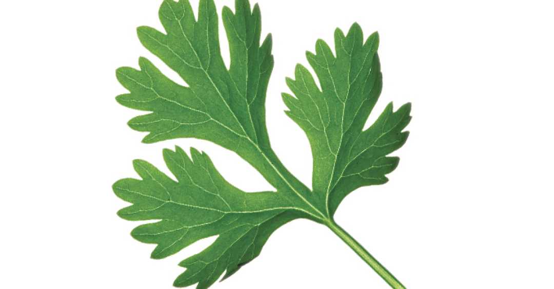 Dicas de Cultivo de Coentro em Casa: Simples e Econômico - inspiração 2