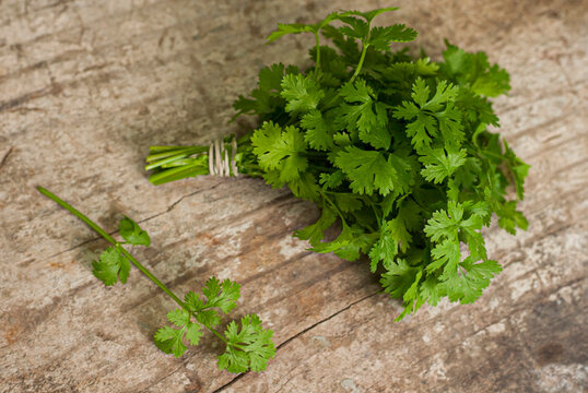 Coentro em Molhos e Pastas: Intensificando Sabores - inspiração 1