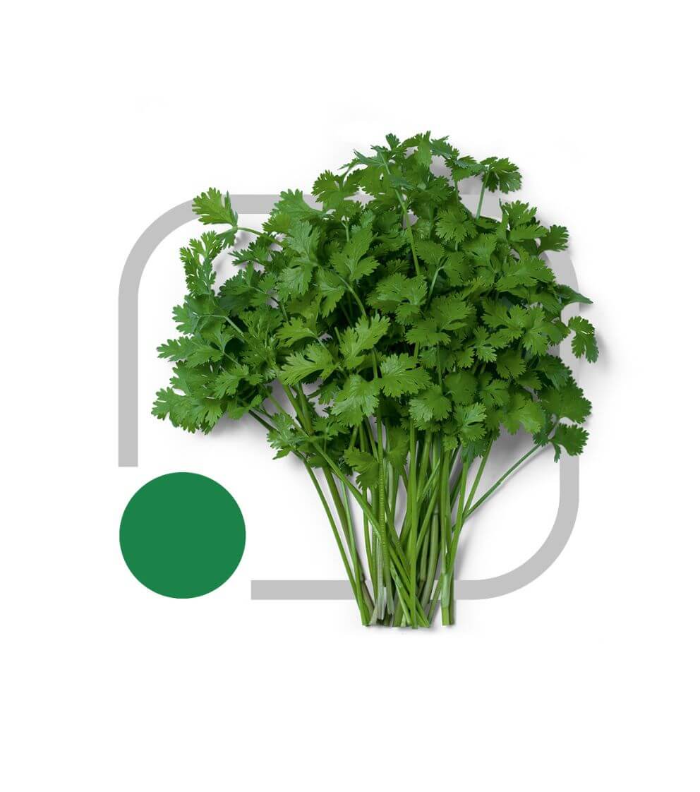 O Coentro em Saladas: Frescor e Aroma Inconfundíveis - inspiração 2